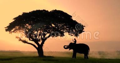 大象和野<strong>牛</strong>的<strong>剪影</strong>，在早晨是一个自然.